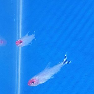 rummynose tetra 2.JPEG