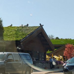 IMG_20210928_121223738.jpg