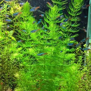 hornwort-aquarium-plant.jpg