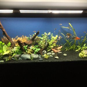 Tank2.jpg