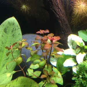 Repens.jpg