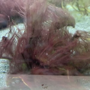 ALGEA2.jpg