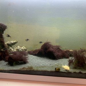 FISH6.jpg