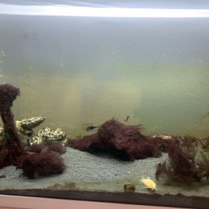 FISH7.jpg