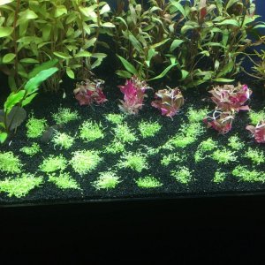 NewPlants1.jpg