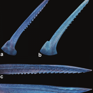 Dorsal-and-pectoral-fin-spines-of-a-c-Corydoras-brittoi-NUP-17313-341-mm-SL.png