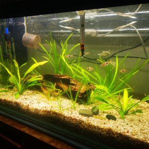 Fishtank1.jpg