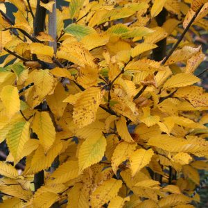 hornbeam.jpg