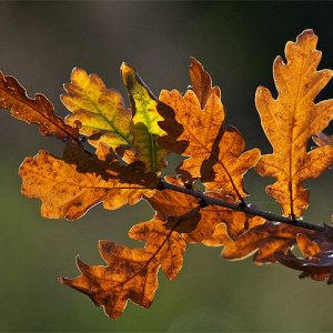 Oak-leaf.jpg
