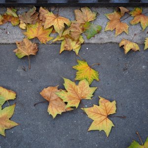 plane-leaves-3.jpg