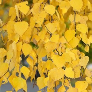 silver birch.jpg