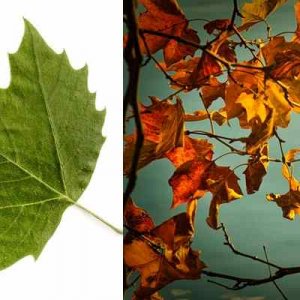 sycamore-leaves.jpg