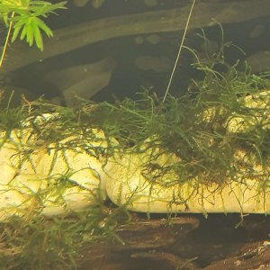 java moss recovery.JPEG