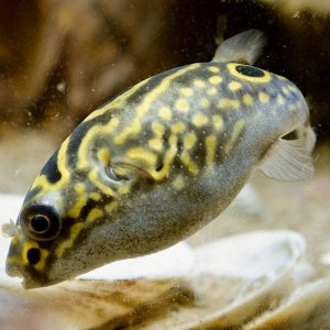Puffer 1 JPG.jpg