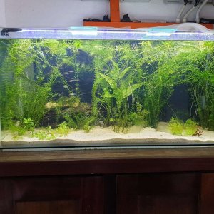 tetras in 55gallon.JPEG
