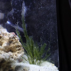 Mexicana in-tank.JPG