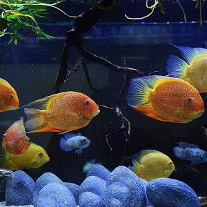 175 Severum-Acaras.jpg