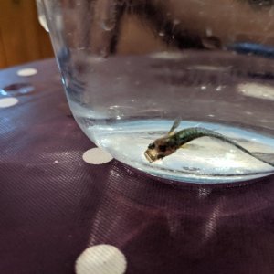 fish.jpeg