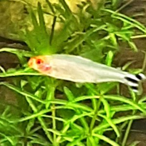 Hemigrammus Rhodostomus.jpeg