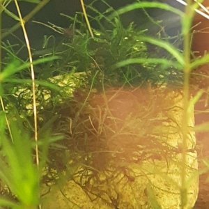 java moss algae.JPEG