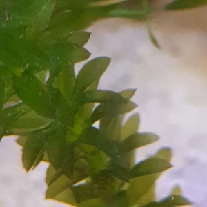 jagged leaves on hydrilla.JPEG