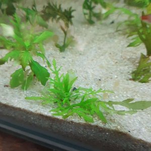 water wisteria in 55g.JPEG