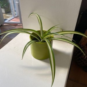 plant pic.jpg