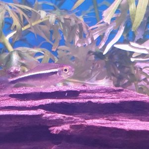 black neon tetra with mouth fungus.JPEG