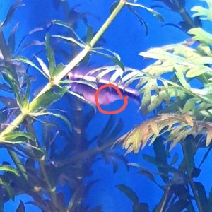 bullied tetra.JPEG