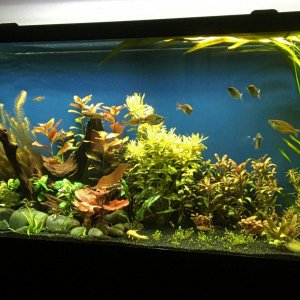 Tank (2).JPG