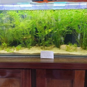 overgrown aquarium.jpeg