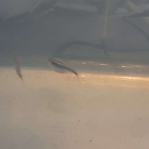 black neon tetra pregnant.JPEG