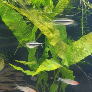 black neon tetra pregnant with java fern.JPEG
