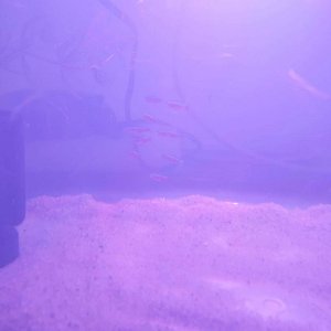 cardinal tetras.JPEG
