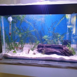 betta tank.JPEG