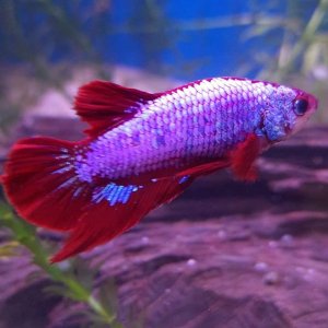 my new betta (Edited pic).jpeg