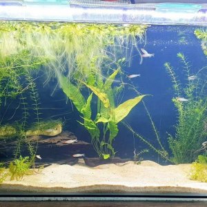 aquarium 55g.JPEG