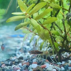 platy2.jpg
