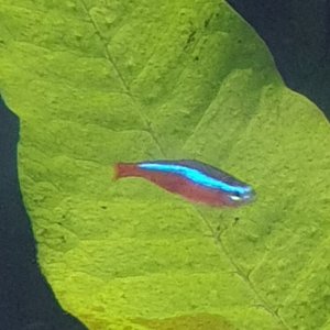 female cardinal tetra.jpg