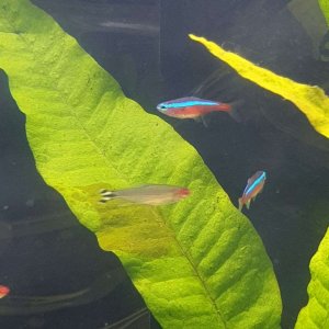 female cardinal tetra with rummynose.JPEG