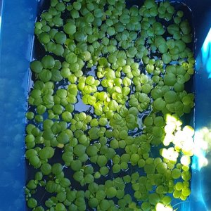 amazon frogbit in 10g storage box.JPEG