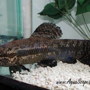 wolffish_black_curupira_2.jpg