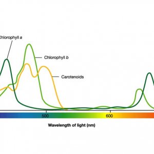 absorption-spectrum.jpg