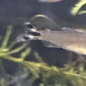 tetra 1 day after treatment.jpeg