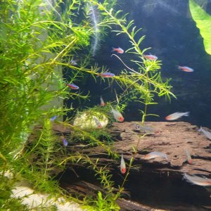 activity in the aquarium.JPEG