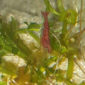 Red cherry shrimp in 55g.JPEG