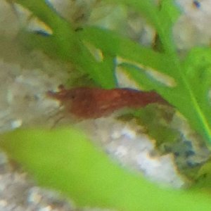 red cherry shrimp.JPEG