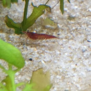 red cherry shrimp male.JPEG