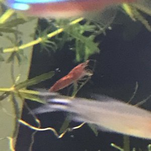 red cherry shrimp low fire red grade.jpeg