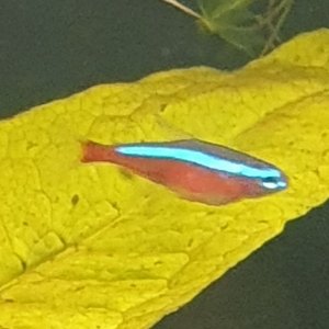 cardinal tetra.jpg